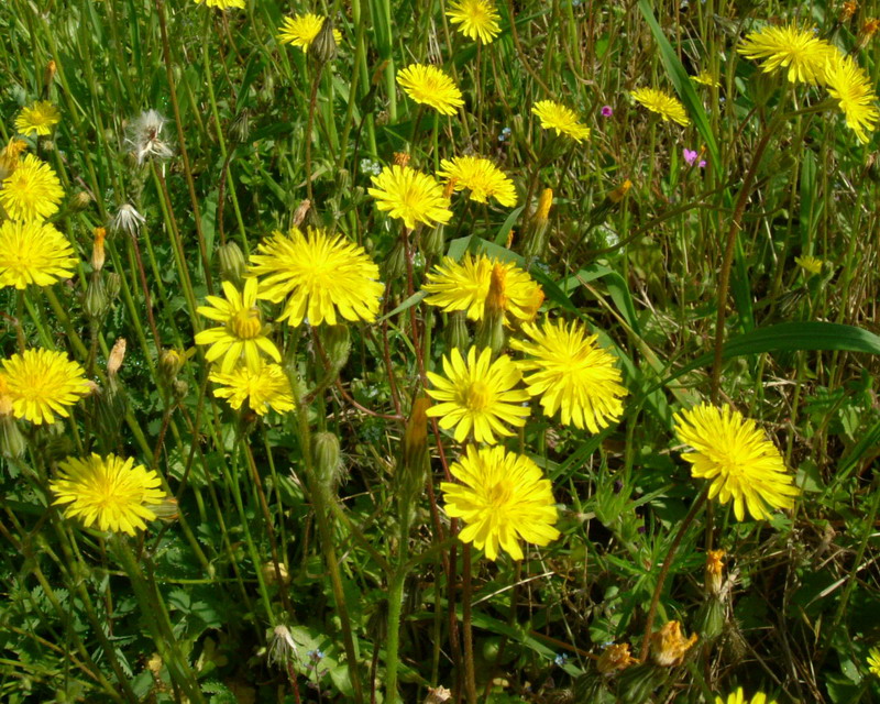 Crepis cfr. sancta